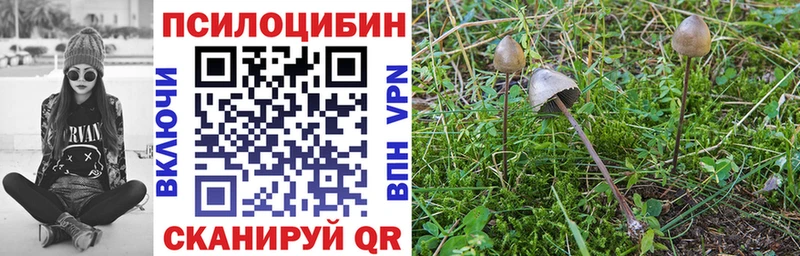 Галлюциногенные грибы Psilocybe  Купить закладки  Шахты 